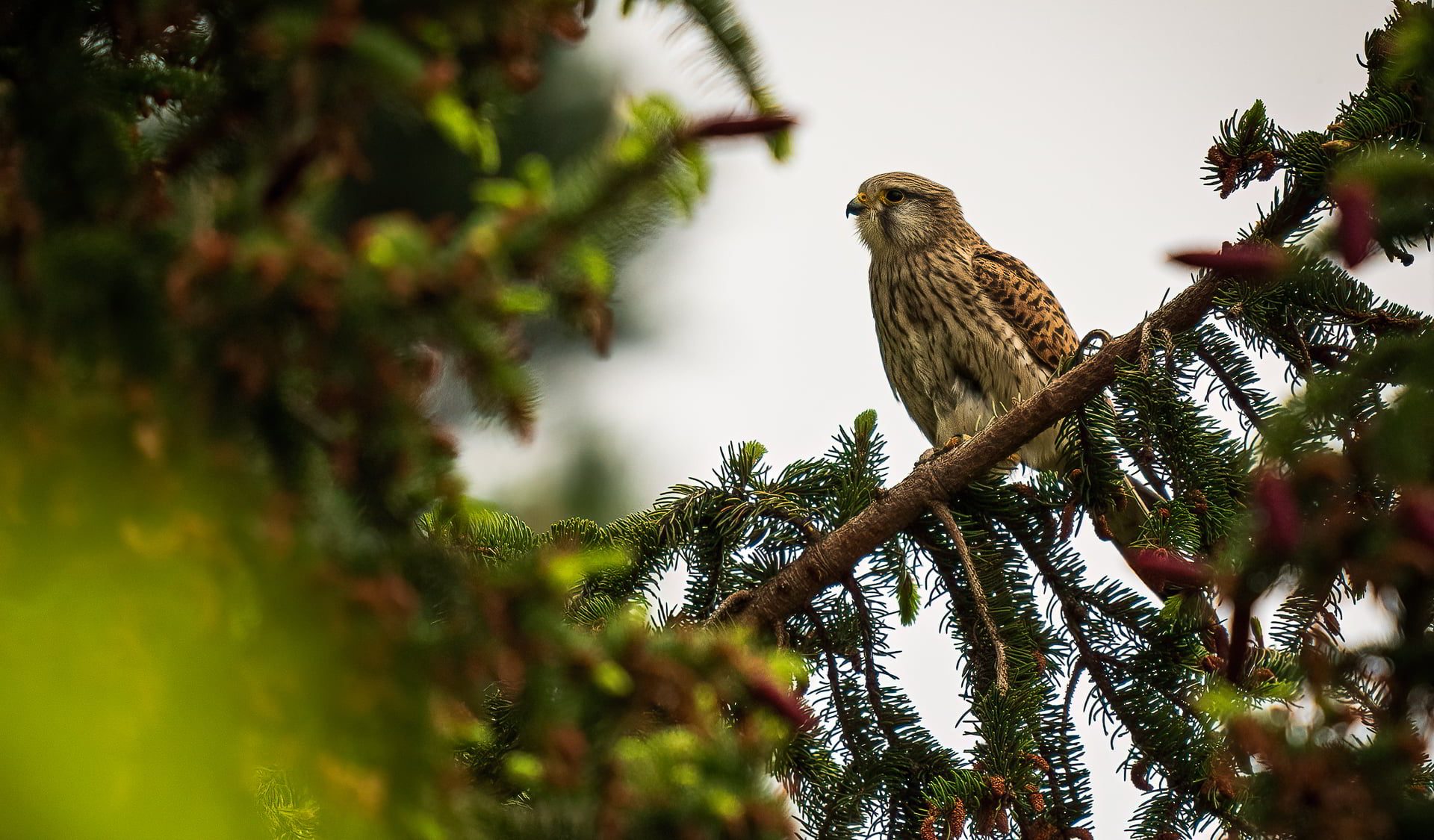 Bilderkarussell_-_2205 Turmfalke