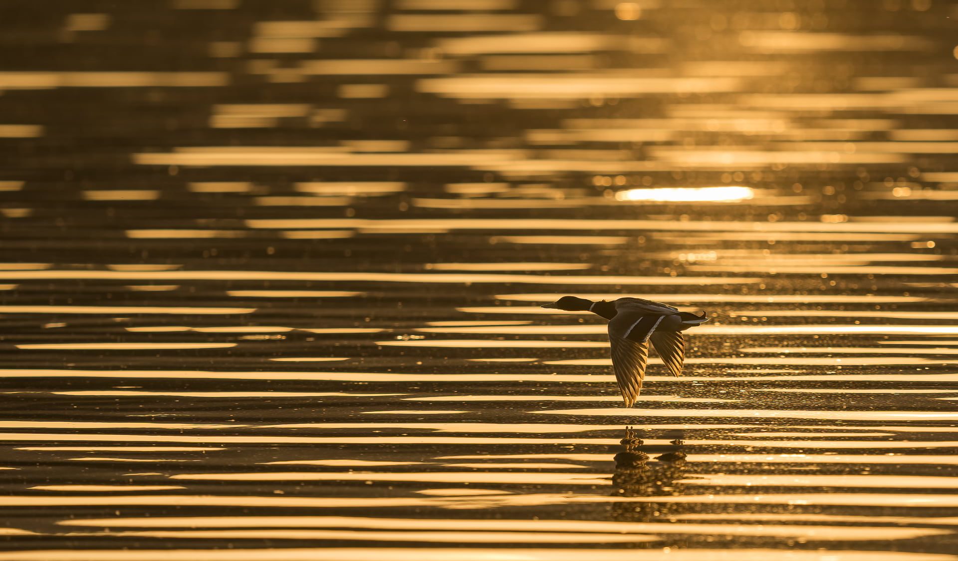 Bilderkarussell_-_2205_Stockente in Abendsonne