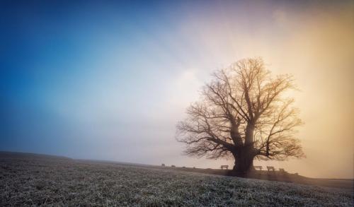 1902 Linde im Nebel bei Sonnenaufgang