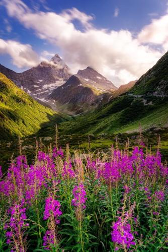 1908 schmalblättriges Weidenröschen am Alpenpass