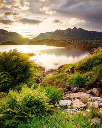 1908_Sonnenaufgang mit Farn am Bergsee