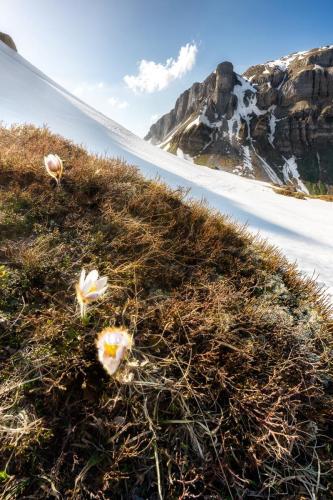 2005 Küchenschelle im Schneefeld