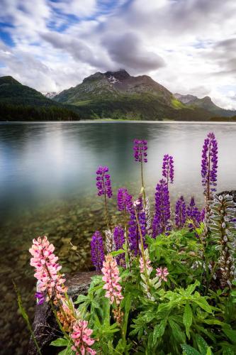 2108 Lupinen am Bergsee