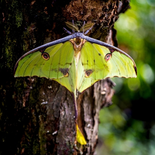 1805 Schmetterling (im Papillorama)