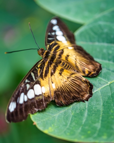 1805 Schmetterling (im Papillorama)