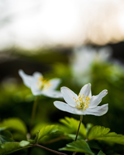 2003 Eisenhutblättriger Hahnenfuss