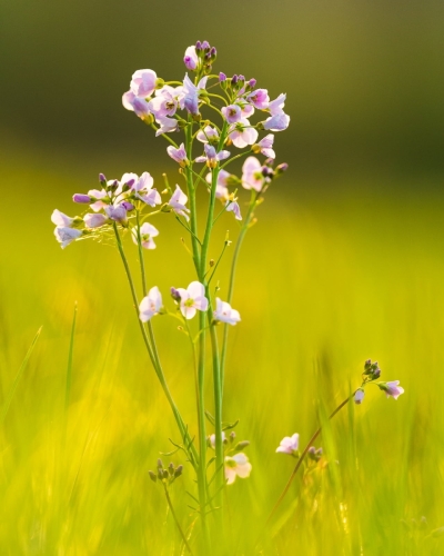 2004 Wiesenschaumkraut