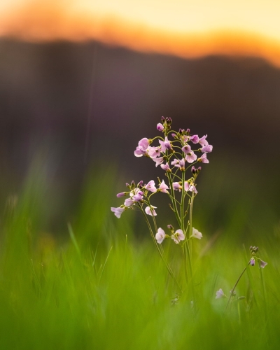 2004 Wiesenschaumkraut im Abendlicht