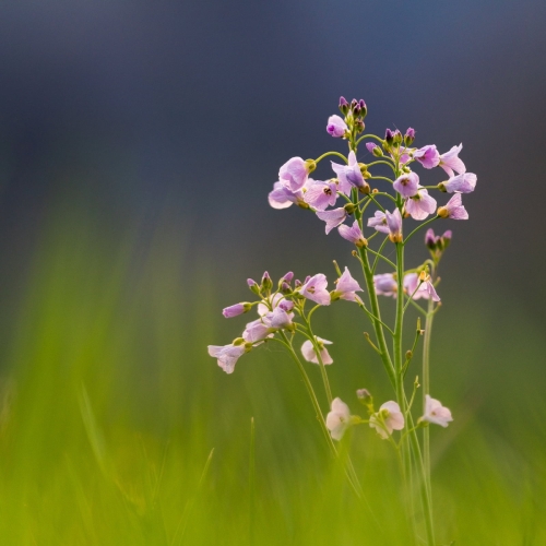2004 Wiesenschaumkraut