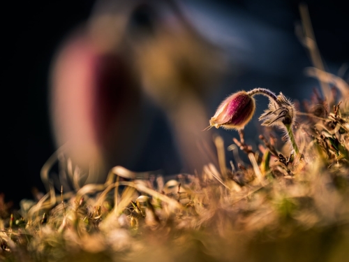 2005 Küchenschellen