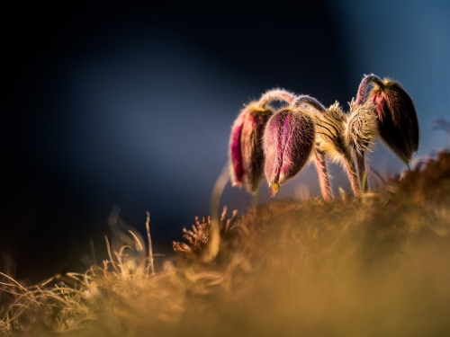 2005 Küchenschellen