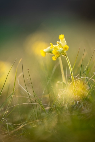 2203 Schlüsselblume