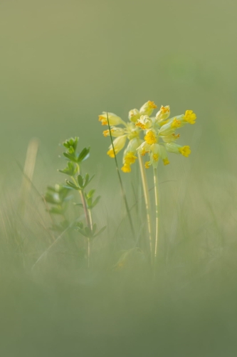 2203 Schlüsselblume