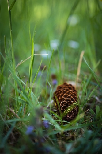 2204 Tannzapfen in der Wiese