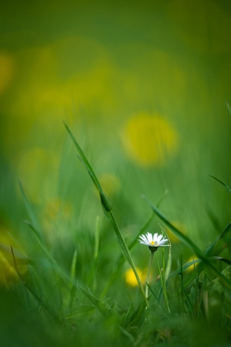 2204 Gänseblümchen