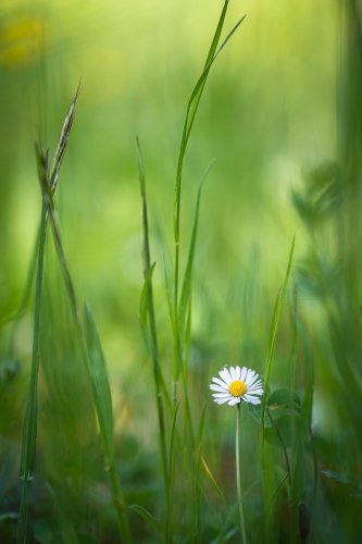 2204 Gänseblümchen