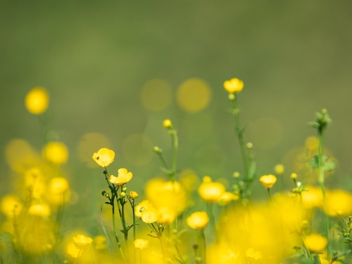 2204 Hahnenfuss-Feld