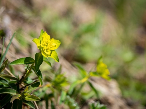 2204 Pflanze auf Magerwiese im Aargauer Jura