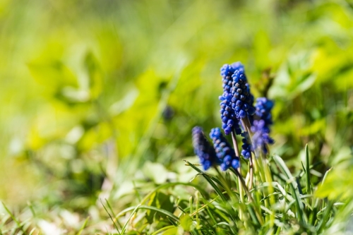 2204 Weinbergs-Traubenhyazinthe