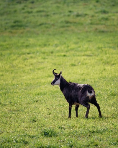 1911 Gams im Solothurner-Jura