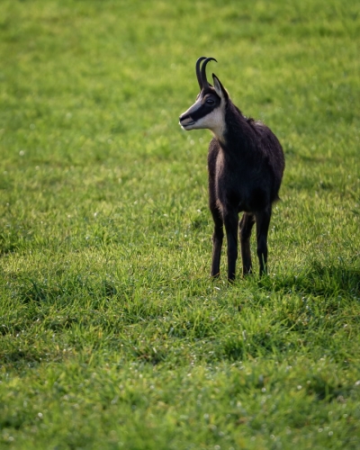 1911 Gams im Solothurner-Jura