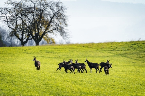 1911 Gämse-Rudel im Solothurner-Jura