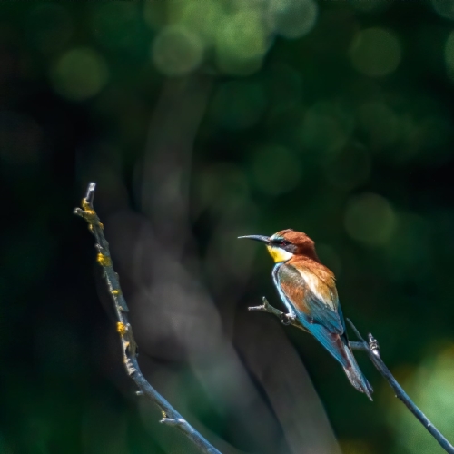 2007 Bienenfresser auf Ausschau