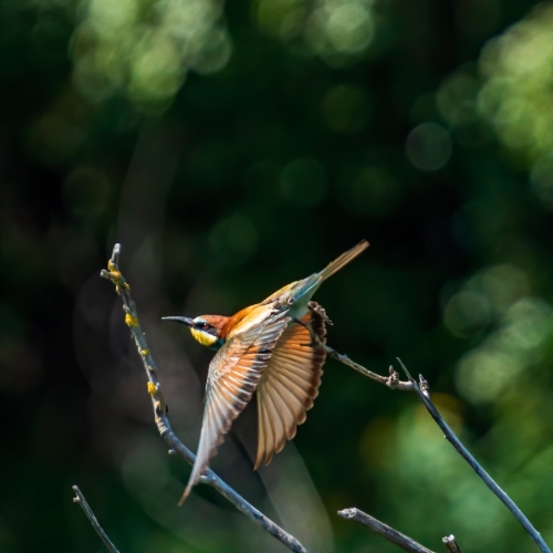 2007 Bienenfresser beim Abflug