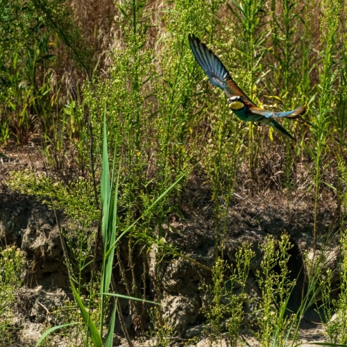 2007 Bienenfresser beim Abflug aus der Höhle