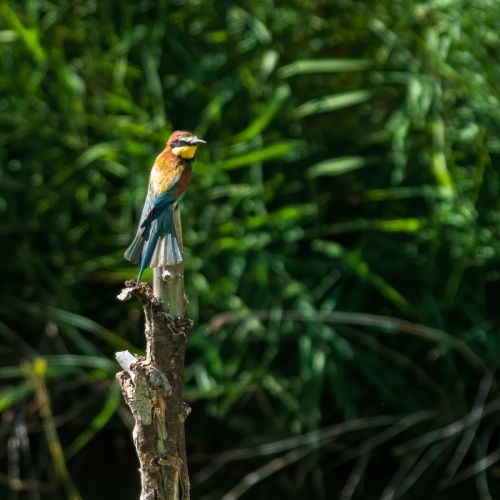 2007 Bienenfresser auf Ausschau