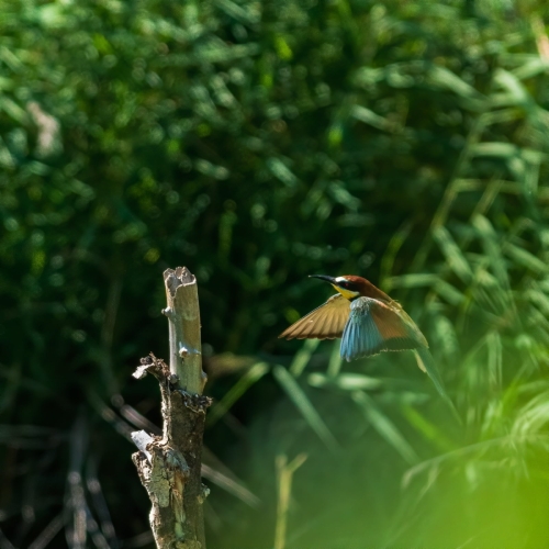 2007 Bienenfresser im Anflug