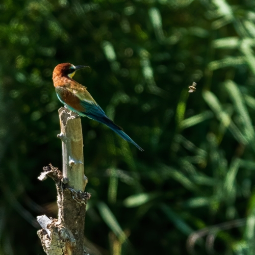 2007 Bienenfresser mit anvisierter Beute