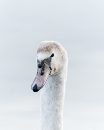 2103 Höckerschwan (Jungtier)