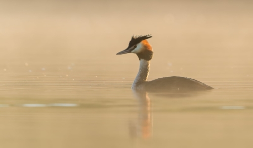 2105 Haubentaucher in der Morgensonne
