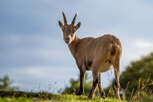 2108 Steingeiss im Abendlicht