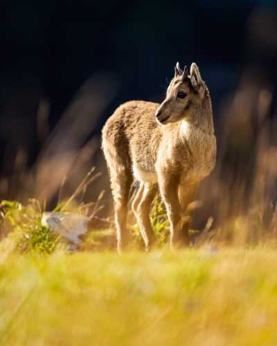 2108 Steinkitz in der Abendsonne