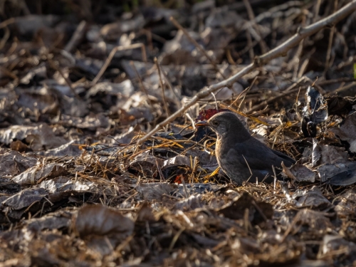 2201 Amsel-Weibchen auf Futtersuche