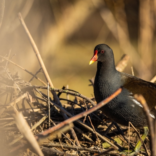 2201 Teichhuhn auf Nahrungssuche