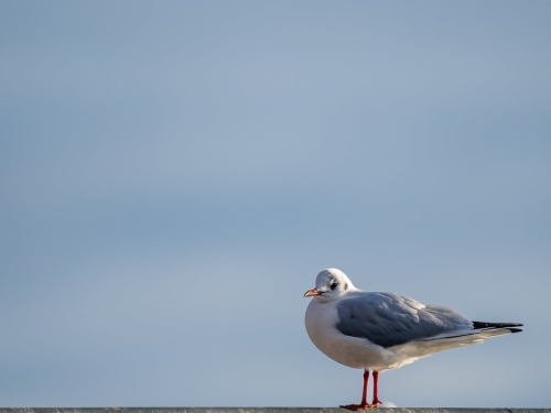 2201 Lachmöwe auf Geländer