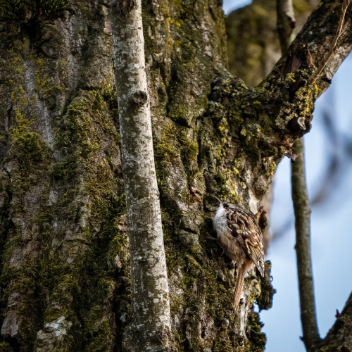 2202 Waldbaumläufer