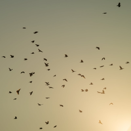 2202 Krähenschwarm in der Abendsonne