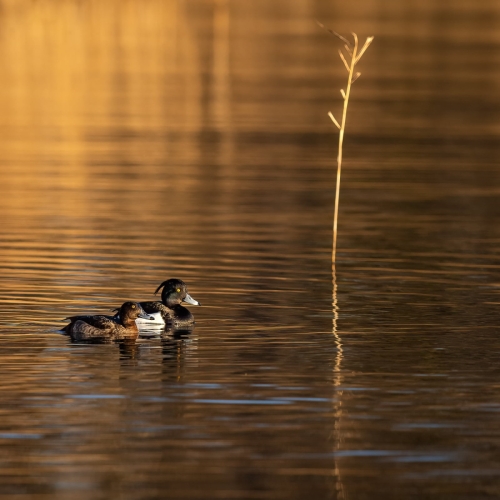 2202 Reiherentenpaar