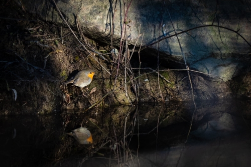 2202 Rotkehlchen am Wasser