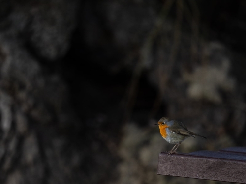 2202 Rotkehlchen auf Sitzbank