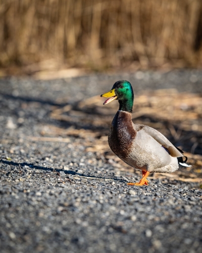 2202 männliche Stockente