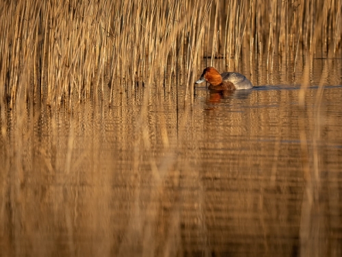 2202 Tafelente-Männchen