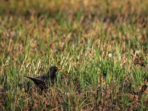 2203 Amsel im Gras