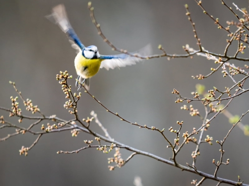 2203 Blaumeise im Abflug