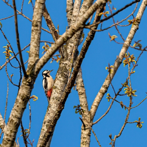 2203 Buntspecht-Weibchen