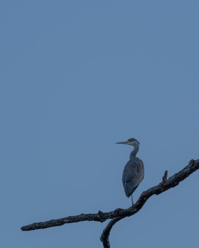 2203 Graureiher zur blauen Stunde